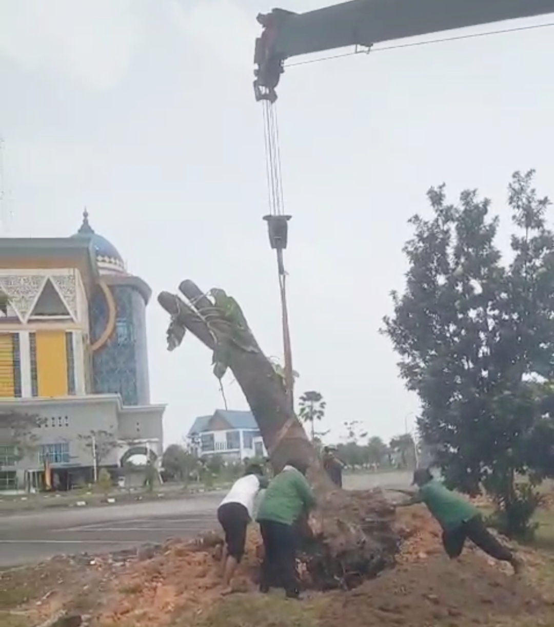  Dipindah ke Tenayan Raya, Puluhan Pohon Pelindung Terdampak Pelebaran Jalan di Pekanbaru Tumbuh Kembali 