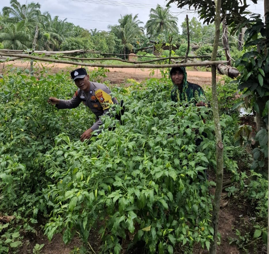 Polisi di Rohil Turun Ke Kebun Cabai Warga, Dukung Program Ketahanan Pangan Keluarga Bergizi