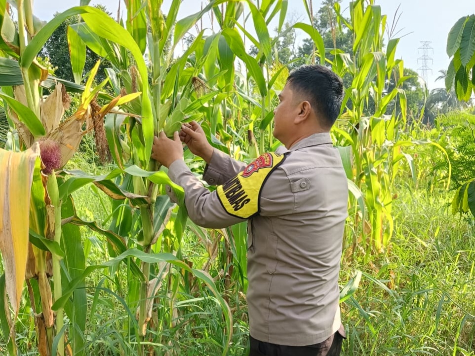 Polsek Rimba Melintang Cek Perkembangan Kebun Jagung 2 Hektare, Dukung Ketahanan Pangan Nasional