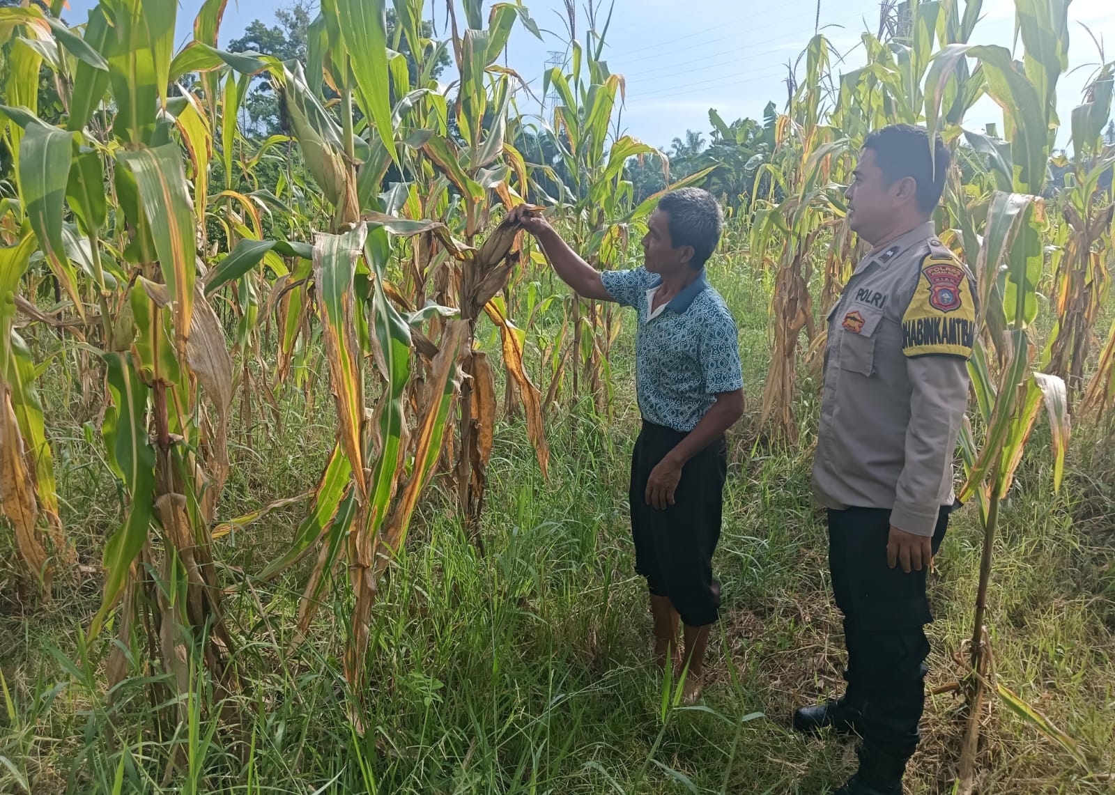 Polsek Rimba Melintang Pastikan Program Jagung Ketahanan Pangan Berjalan Optimal