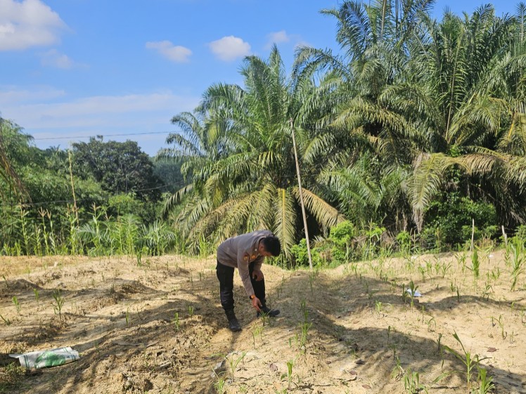 Polsek Rimba Melintang Pantau Perkembangan Jagung Program Ketahanan Pangan di PT GMR
