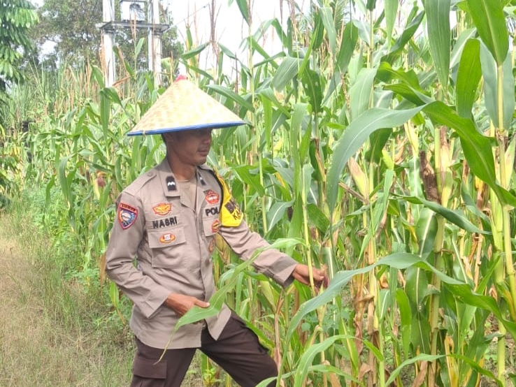 Polsek Rimba Melintang Cek Perkembangan Jagung Ketahanan Pangan di Lahan 0,5 Hektare