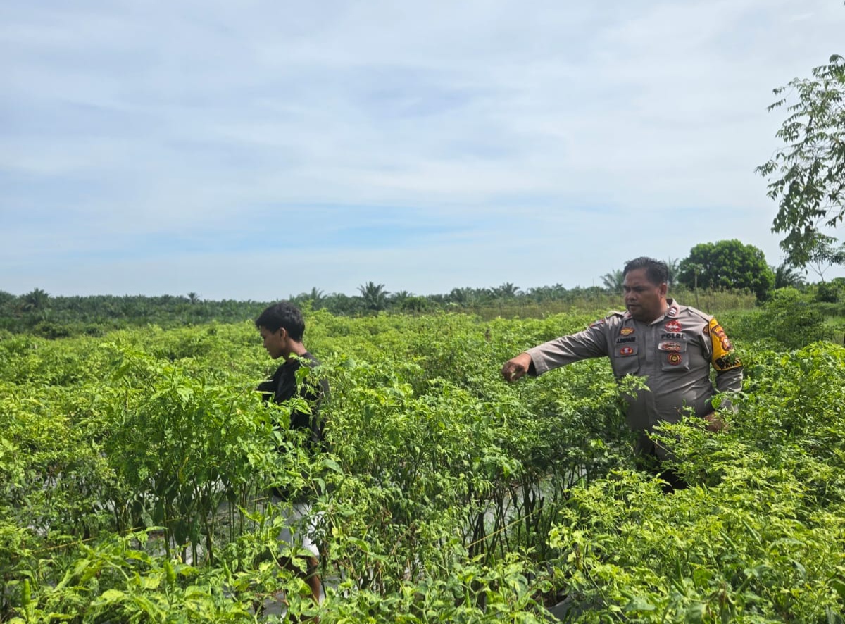 Dukung Ketahanan Pangan, Polisi di Rohil Sambangi Petani Cabai