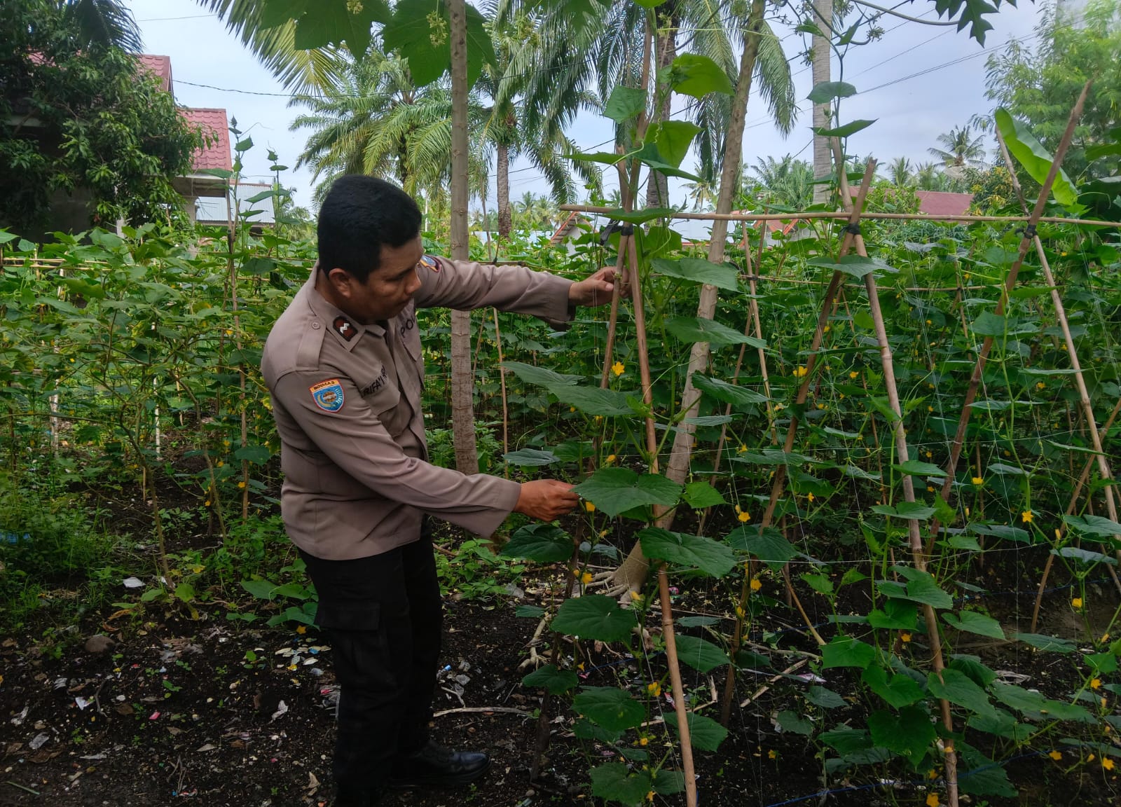 Dukung Ketahanan Pangan, Polisi Sambangi Petani Timun di Bangko Pusako