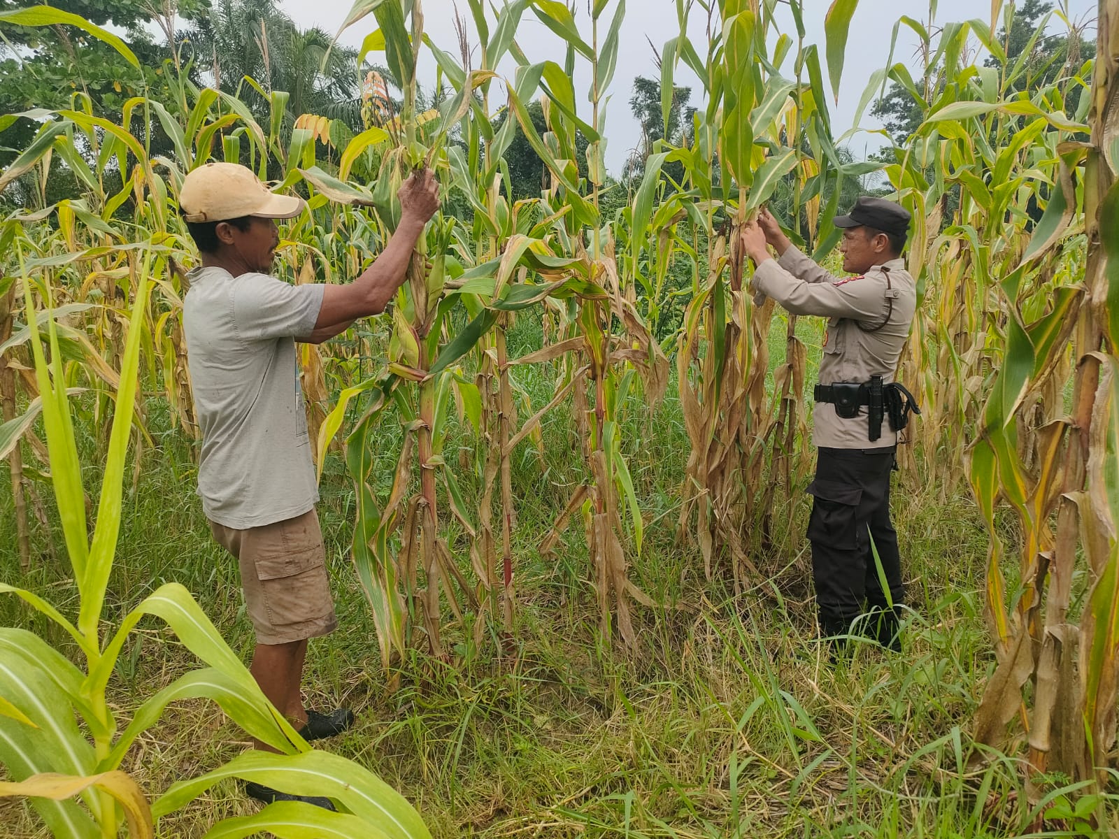 Lahan Jagung 2 Hektare di Polsek Rimba Melintang Jadi Percontohan Ketahanan Pangan di Rohil