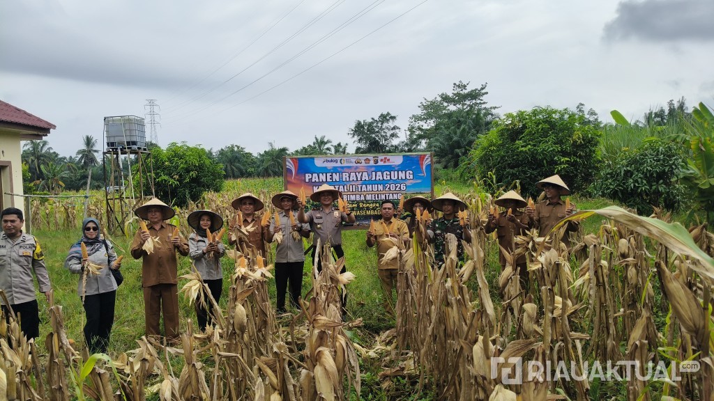 Kapolsek Iptu Martin Pimpin Panen Raya Jagung Kuartal II di Rimba Melintang, Hasil Capai 500 Kg