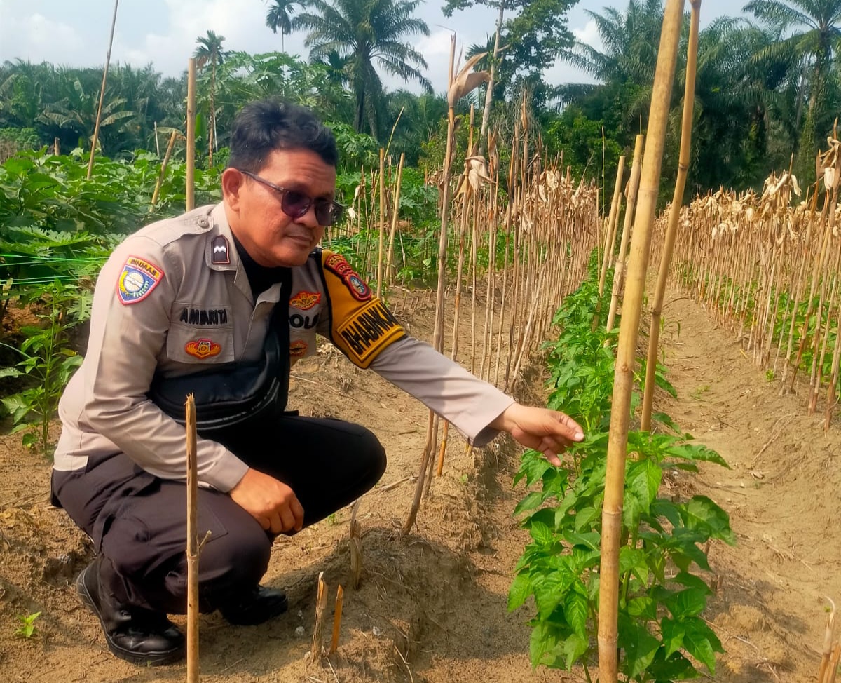 Dukung Swasembada Pangan, Polisi Sambangi Petani Cabai di Bangko Pusako
