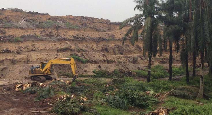 55 Ribu Hektare Sawit Rakyat di Riau Sudah di-PSR, Rp1,9 Triliun Dikucurkan BPDP