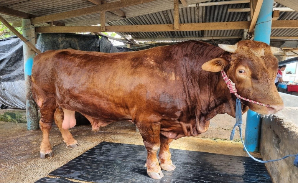 Sapi Kurban Bantuan Presiden Untuk Pemprov Riau Bakal Disembelih di Rohil