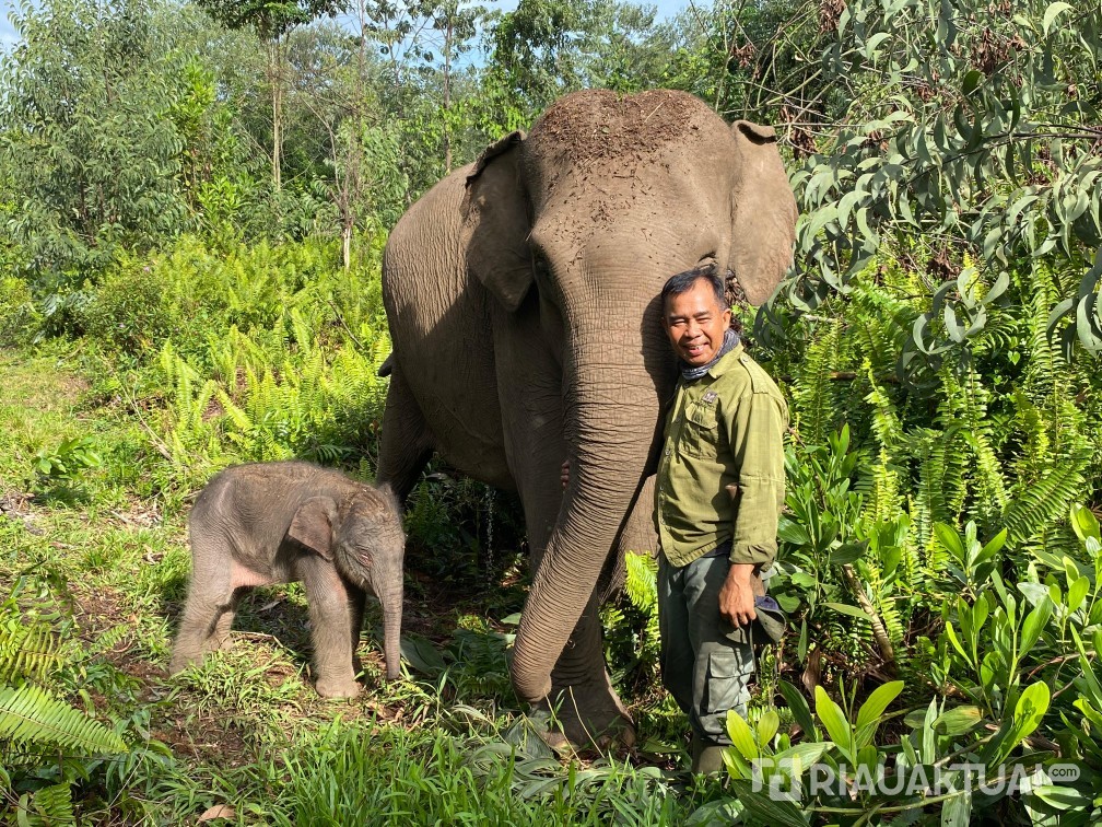 Di Tengah Ancaman Kepunahan, Anak Gajah Sumatera Lahir Sehat di TNTN Pelalawan