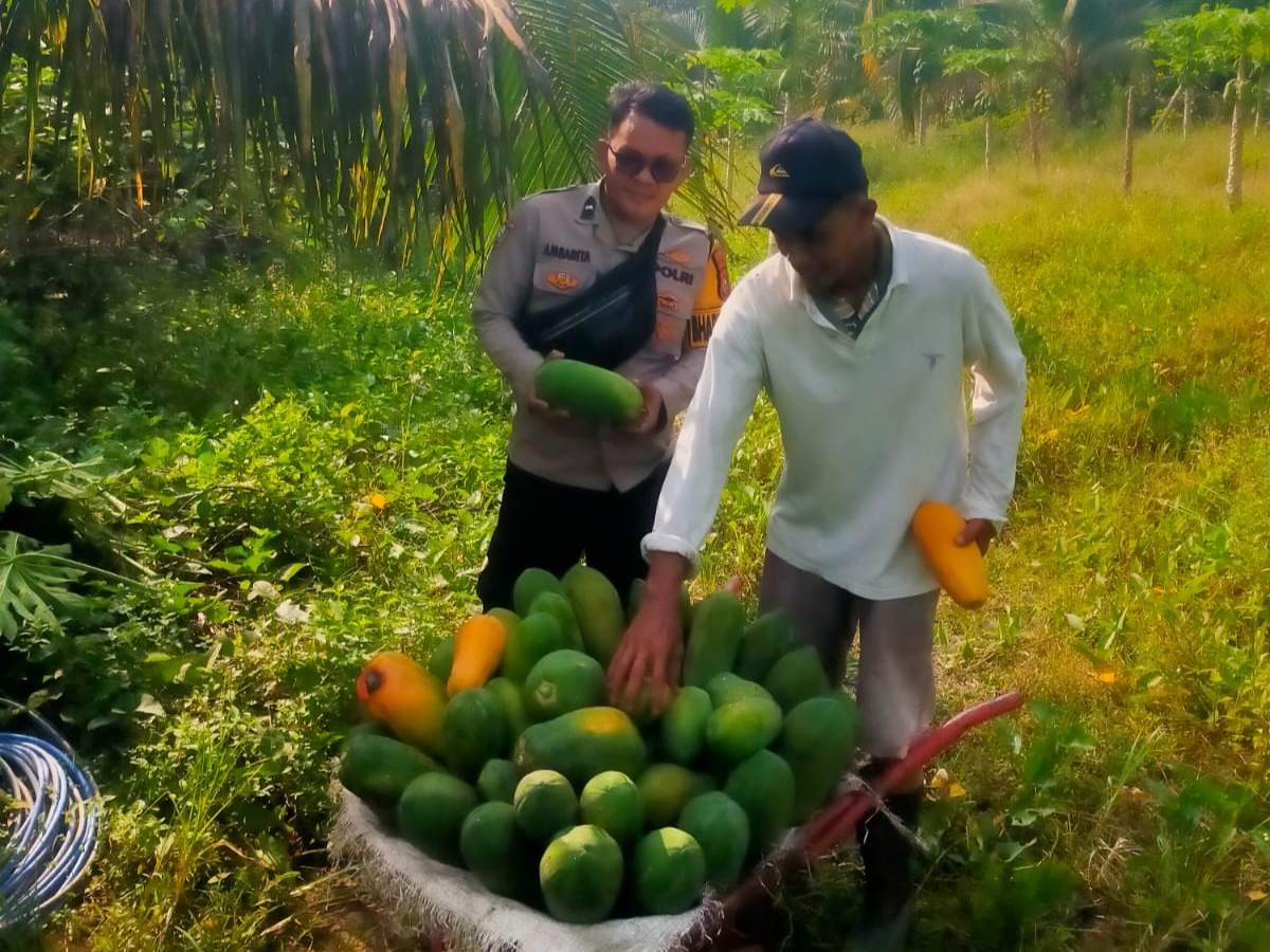 Polisi Cinta Petani, Bhabinkamtibmas Bangko Balam Dorong Ketahanan Pangan