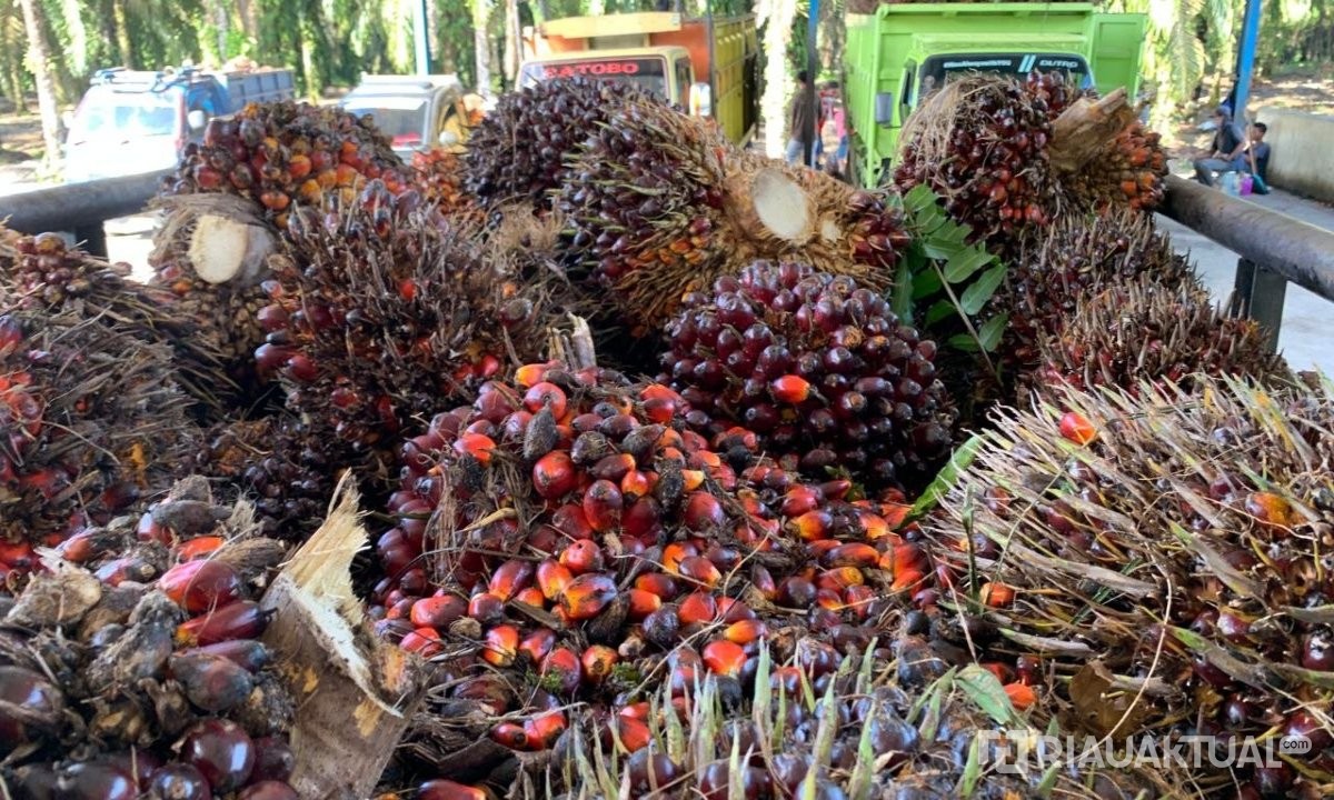 Harga TBS Kelapa Sawit Mitra Swadaya Turun, Rp3.912 per Kilogram