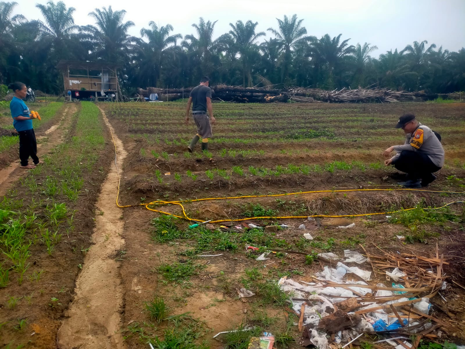Polisi di Rohil Sambangi Kebun Sayur Warga Dukung Ketahanan Pangan