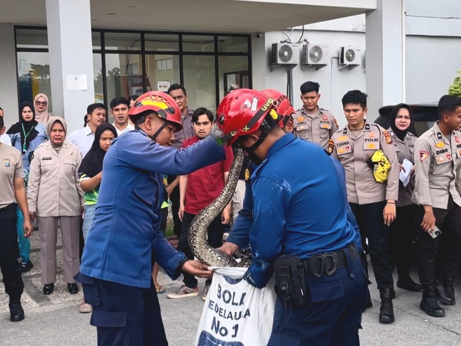 Damkar Pekanbaru Evakuasi Ular Sanca di Plafon Mapolda Riau