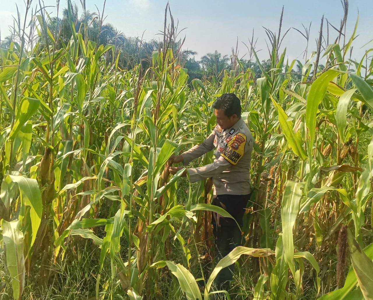 Polsek Rimba Melintang Turun ke Kebun, Monitoring Jagung Ketahanan Pangan di Rohil